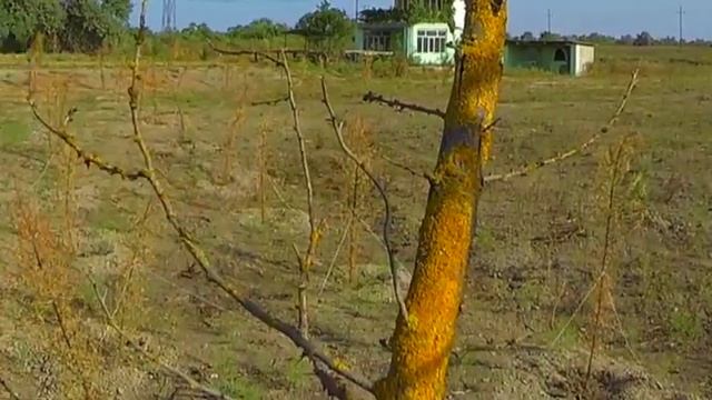 Сизоворонка (Coracias garrulus) | Film Studio Aves смотреть онлайн