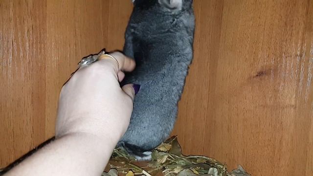 Меховой Стандарт! Как улучшить качество меха Шиншилл! Часть 1