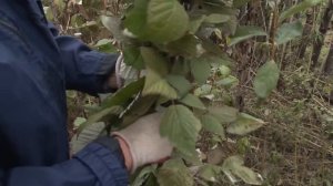 Голова садовая - Что делать осенью с малиной?