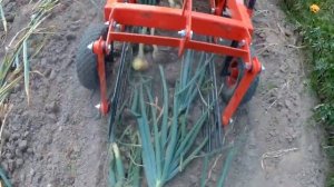 Картофелекопалка КМ-1 в работе. Копаем чеснок и картошку