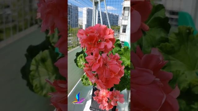 Зонартик  Lara Rita.  Неприхотливая пеларгония.