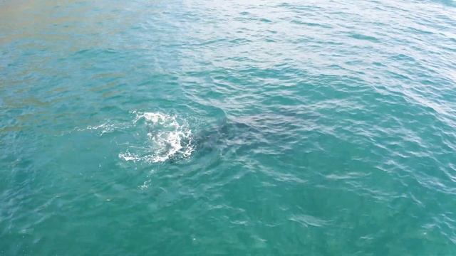 ? Морские гиганты! Видео про Китов! Video about whales! смотреть онлайн