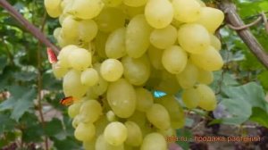 Виноград плодовый Долгожданный (vitis) ? обзор: как сажать, рассада винограда Долгожданный
