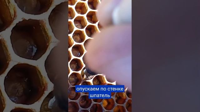 Как пересадить личинок. #выводматок #bee