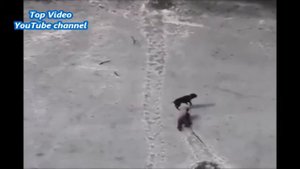 Шок! Спас собаку от смерти во льду/Dog rescued from death in the ice