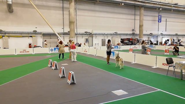 24 08 2018 CACIB Киев Хаски Кобели Чемпионы смотреть онлайн