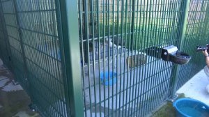 В казанском зоопарке «Река Замбези» поселилась пара африканских марабу