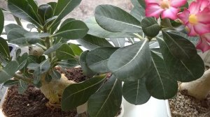 адениумы в апреле как выглядят #адениум #обзорцветов