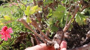 Sugas pelargonijas. Kā tas viss sākās?! Pelargoniju iedalījums ,epizode Nr.1