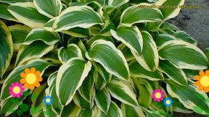 Хоста гибридная Еллоу Сплэш Рим. Краткий обзор, описание hosta hybrida Yellow Splash Rim