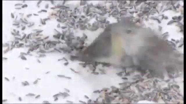 Большая синица убивает и поедает чечётку