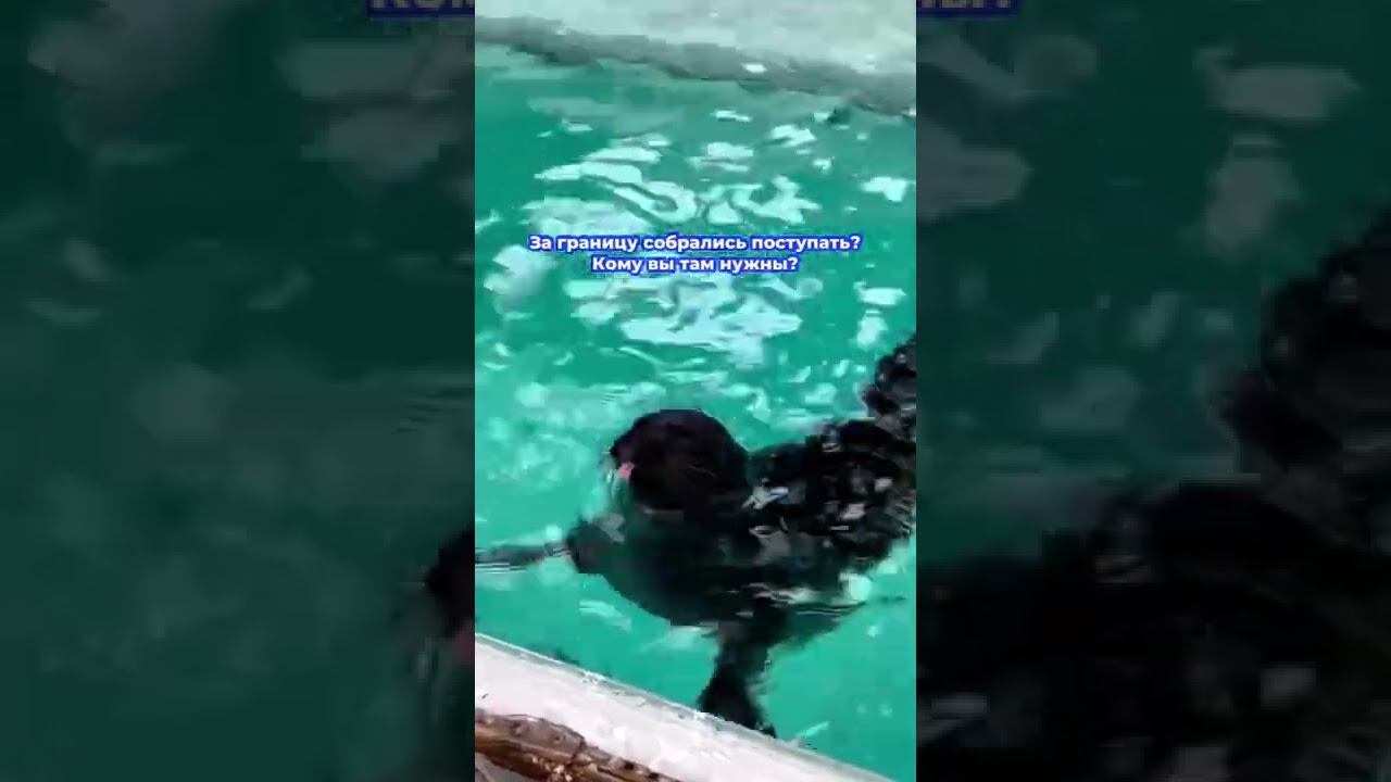 Универсальный ответ всем, кто в вас не верит #учебазаграницей #учебазарубежом