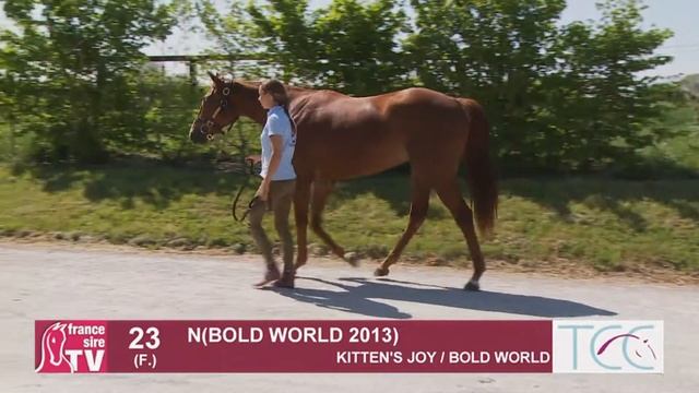 ARQANA - Breeze - Up 2015 - Lot 23 - F by KITTEN'S JOY / Bold World смотреть онлайн