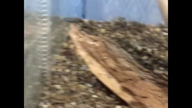 Молочная змея.avi смотреть онлайн