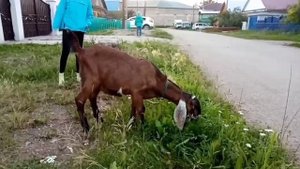 Англо-нубийский козлик, или почему у нас появился козел?