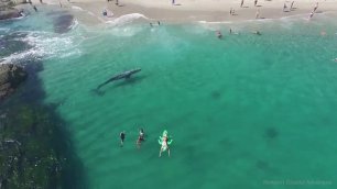 Шестиметровый кит на калифорнийском курорте