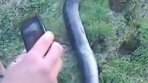 Угорь речной сам поймал