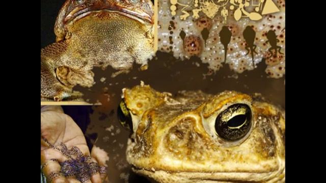 Phyllomedusa - Ecomonster (Full Album) смотреть онлайн