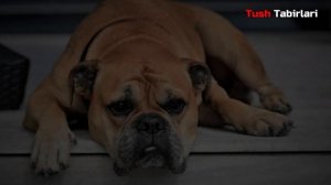 Туш табири - Тушда Ит куриш