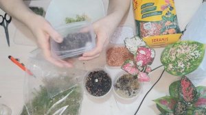 Аглаонемы. Делим на пеньки, сажаем в разные субстраты для наращивания корней и точек роста.