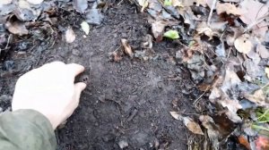 xp deus vs Ака Сигнум