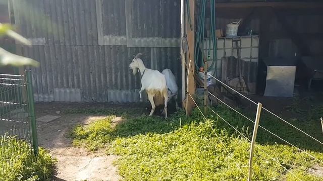 Трёхмесячные козлята сосут мать смотреть онлайн