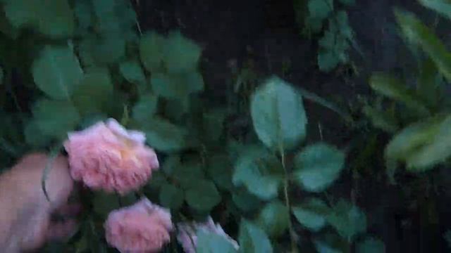 Классификация роз ч.1. Сад из роз. смотреть онлайн