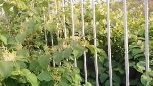 Рейнутрия, сахалинская гречка или сибирский бамбук.