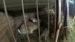 Кроликов выгодно держать, но я бы не решилась завести кроликов. Жизнь в деревне.
