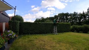 Trimming Privet hedge