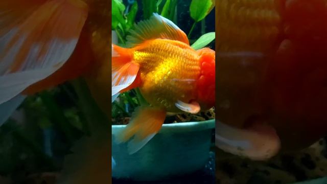 My Goldfish can See now - After Going through Wen Trimming Surgery