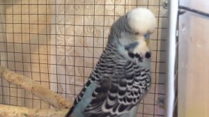 Выставочный волнистый попугай (ЧЕХ) питомник king-parrot.ru