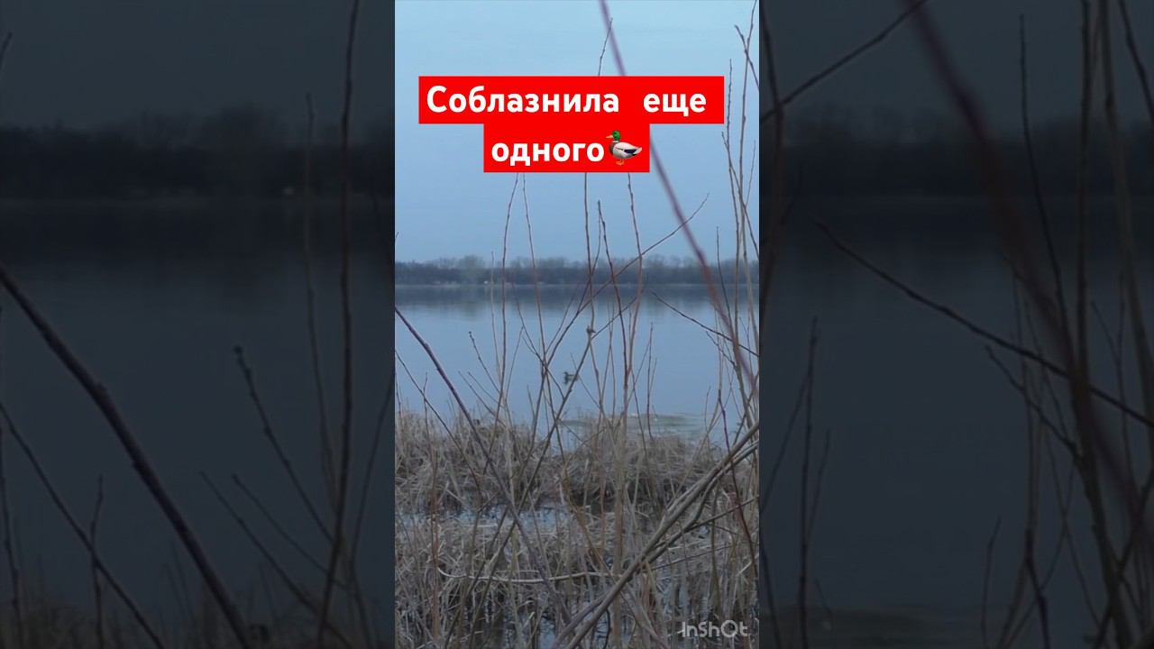 У него не было шансов #охота #охотанауток #охотанагуся #shortvideo #maxhunter #весенняяохота