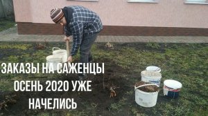 Фундук-посадка фундука весной. Как садить саженцы