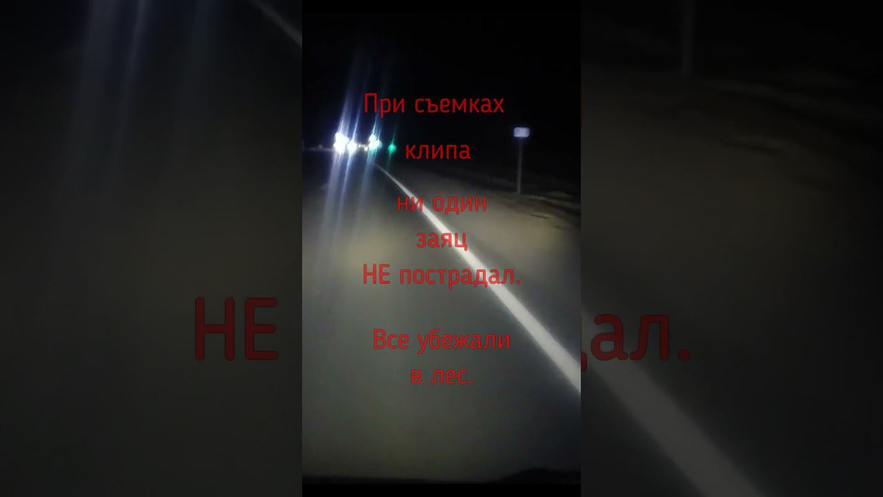 Зайцы на дороге