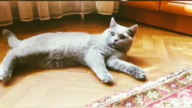 Шотландский котёнок Цезарь 5 месяцев смотреть онлайн