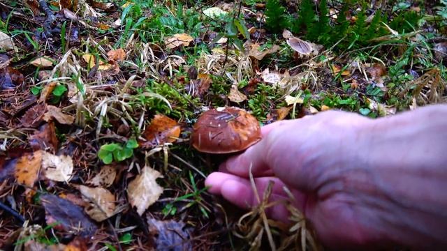 БЕЛЫЙ ГРИБ И ПОЛНАЯ КОРЗИНА ГРИБОВ, БОНУСОМ ПЕРЕД МОРОЗАМИ, ПОДМОСКОВЬЕ 2021. смотреть онлайн