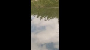 Амур ест камыш и поклёвка./Grass carp eats reeds and caught.
