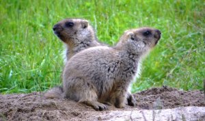 Сурок байбак. Семья сурка ( Marmota bobak )