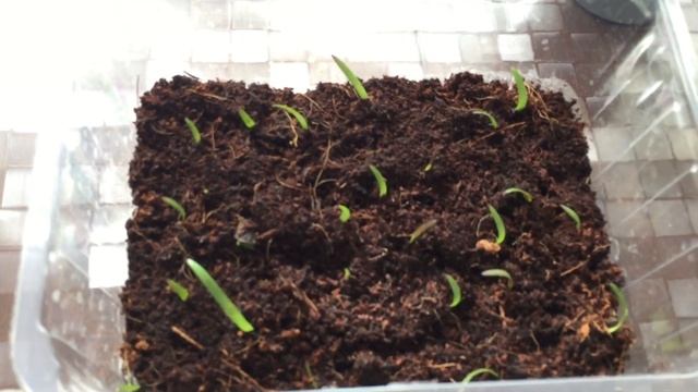 Цветение гиппеаструма выращенного из семян. смотреть онлайн