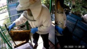 "Узбечка" тест-14.04-14.05 Медовик на Белую на акацию.Двухматочное содержание пчел.