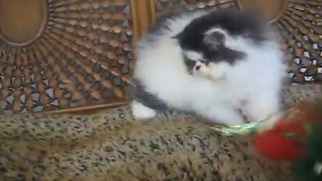 Black & White Bicolor Female Kitten смотреть онлайн