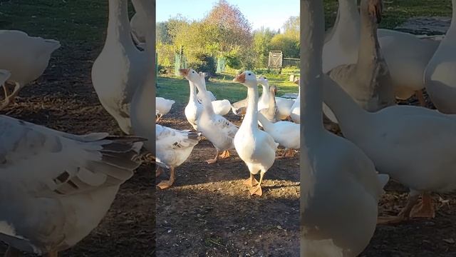 Гусиная разминка. смотреть онлайн