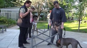 Что делать, когда собаки дерутся