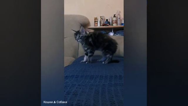 ПРИКОЛЫ С КОШКАМИ | Смешные кошки с озвучкой ? част-5 смотреть онлайн