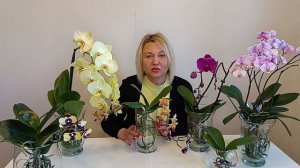 Мои орхидеи четыре месяца в ОС без грунта . Уход, полив, результаты .