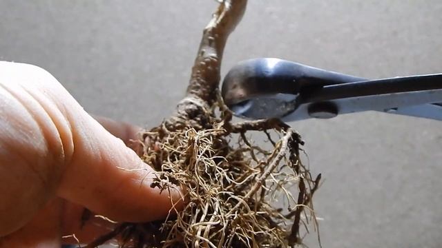 Небари для Ligustrum.Где начинается бонсай?