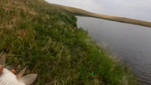 ловля Сазана на макушатник в Ростовской области. Маныч2021.