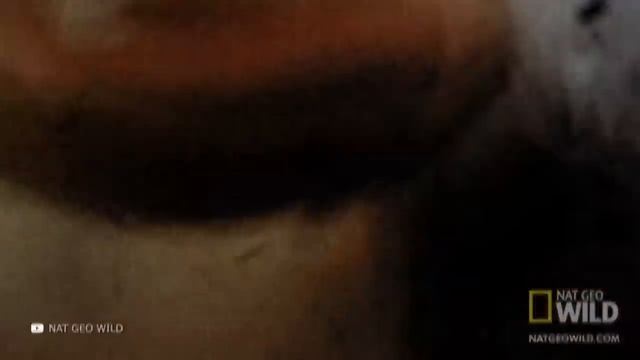 Вот на что Способна Самая Опасная Пиранья в Мире смотреть онлайн