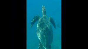 Мальдивы  Embudu village 3* Дайвинг № 1.